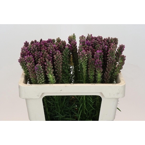 Liatris Spicata