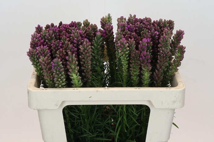 <h4>Liatris Spicata</h4>