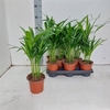 Dypsis Lutescens