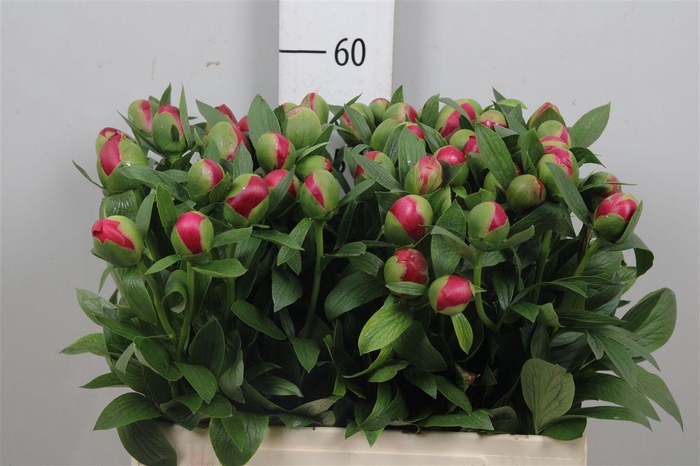 <h4>Paeo Belgravia</h4>