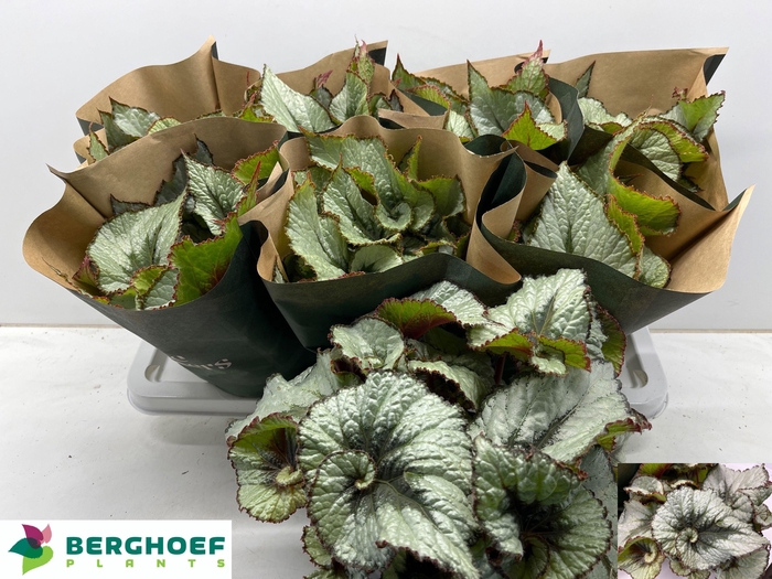 <h4>BEG REX ESCARGOT</h4>