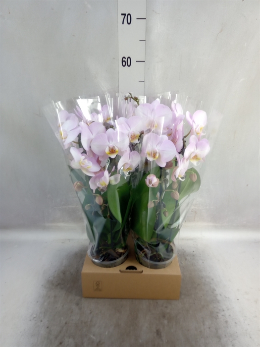 <h4>Phalaenopsis  'Elegant Cascade'</h4>