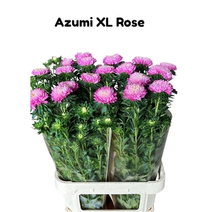 Callistephus Ch Azumi Xl Pink