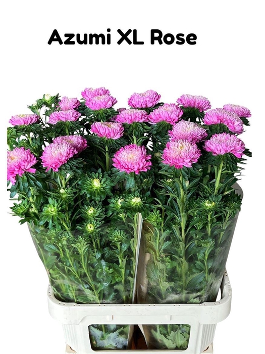 <h4>Callistephus Ch Azumi Xl Pink</h4>