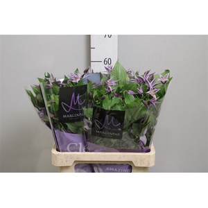 Clem Star River (x40)