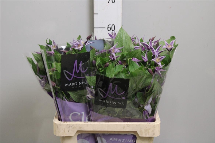 <h4>Clem Star River (x40)</h4>