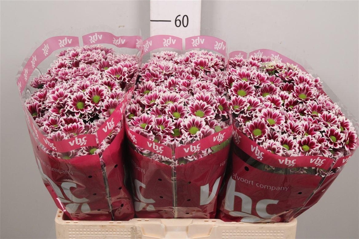 <h4>Chr S Aaa Doppia</h4>