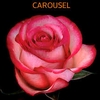 Rosa Ec Carousel