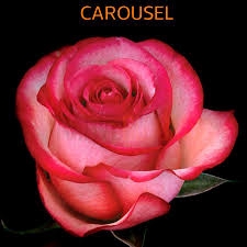 Rosa Ec Carousel