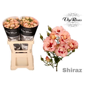 R TR SHIRAZ!