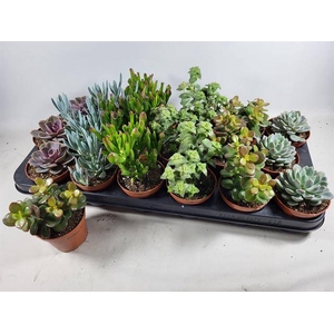 Succulent mix 6 varieties 8,5Ø 12cm