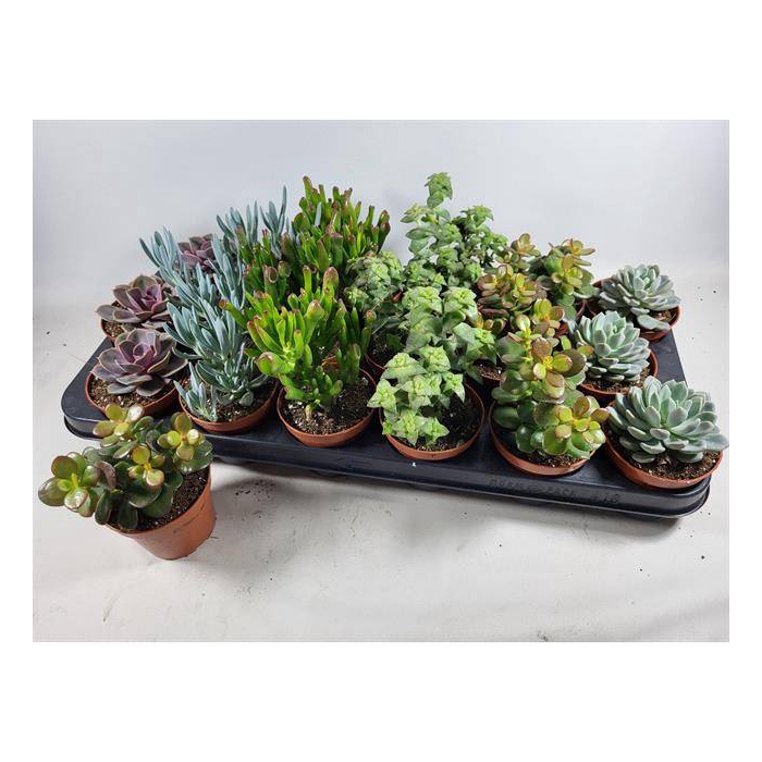 <h4>Succulent mix 6 varieties 8,5Ø 12cm</h4>
