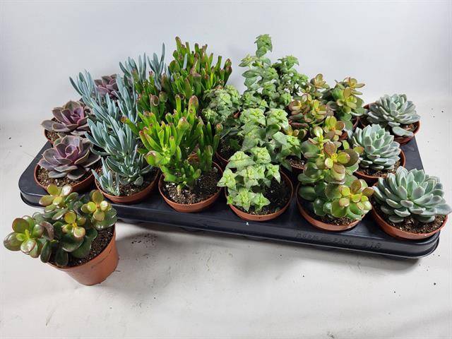 Succulent mix 6 varieties 8,5Ø 12cm