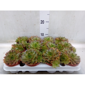 Sempervivum   ...