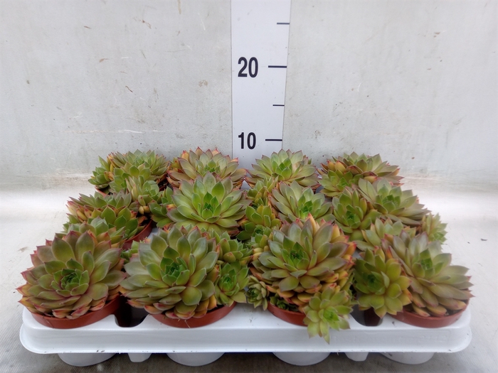 <h4>Sempervivum   ...</h4>