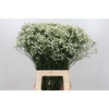 Limonium Pinna Colada