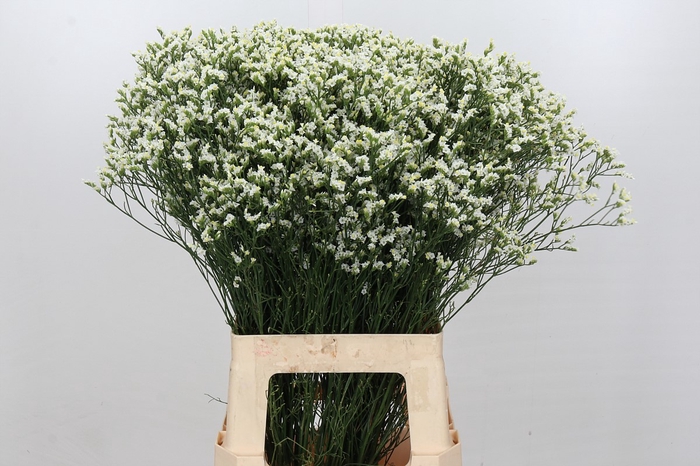 Limonium Pinna Colada