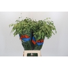 Chasmanthium latifolium 'Mantis'