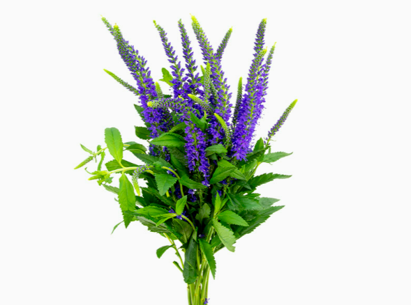 VERONICA LONGIFOLIA SKYLER BLUE 060 CM AZUL