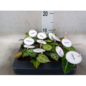 Anthurium   ...