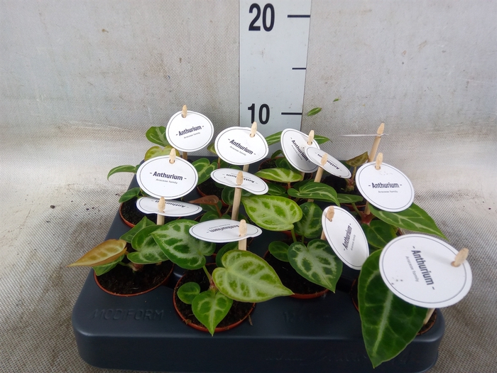 <h4>Anthurium   ...</h4>