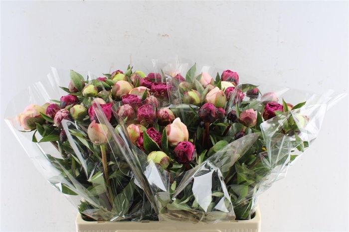 <h4>Paeo Gemengd In Bos</h4>