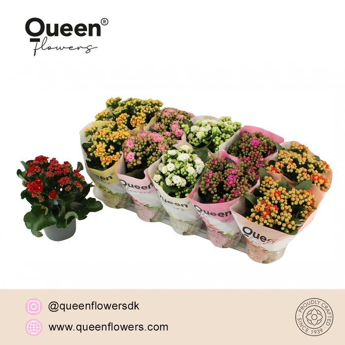 <h4>Kalanchoe Mix P12 Queen</h4>