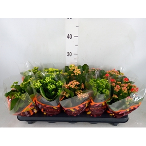 Kalanchoe blos.   ..rosebud mix  5