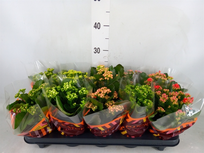 <h4>Kalanchoe blos.   ..rosebud mix  5</h4>