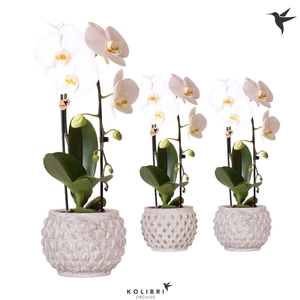 Kolibri Orchids Phalaenopsis Cascade Niagara Fall white 1 spike in Marrakesh gold copper mix