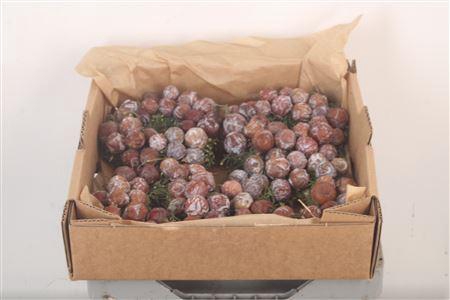 <h4>Krans Cypresse 15cm</h4>