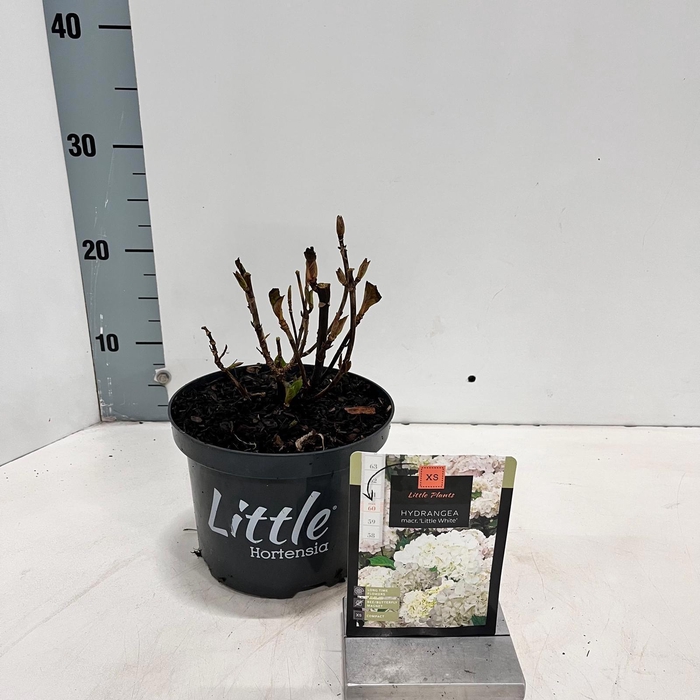 <h4>Hydrangea macr. 'Little White' ® (Little XS)</h4>