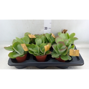 Kalanchoe NF thyrsiflora