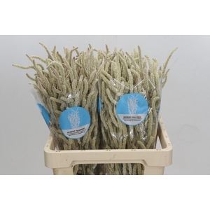 AMAR YEARMING DESERT