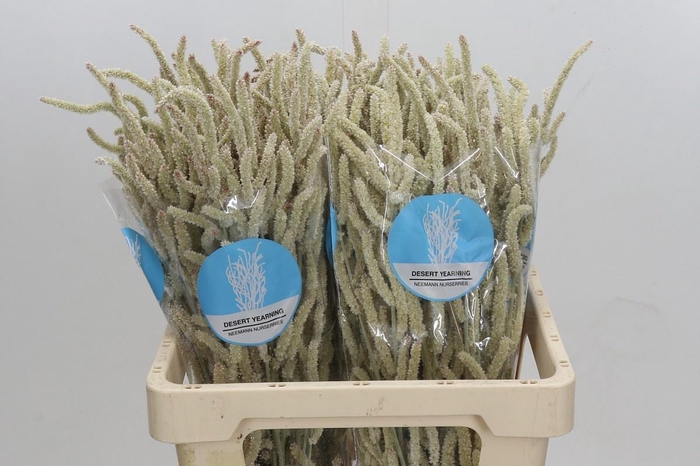 <h4>AMAR YEARMING DESERT</h4>