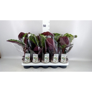 Calathea 'Medallion'