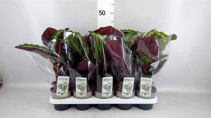 <h4>Calathea  'Medallion'</h4>