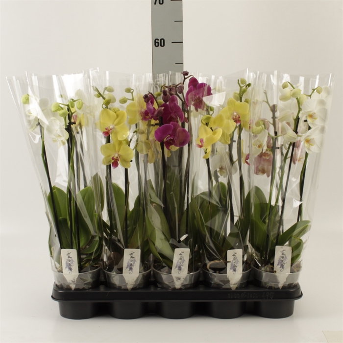 <h4>Phalaenopsis   ...mix</h4>