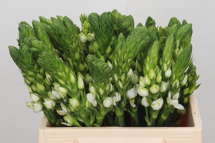 <h4>Ornithogalum thyrs. 'Milky Way'</h4>
