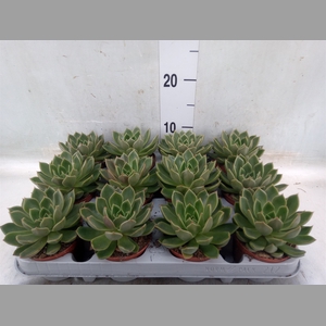 Echeveria   ...not flowering