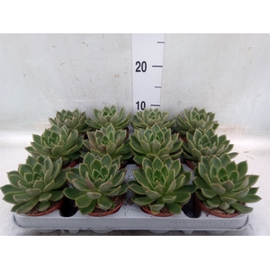 Echeveria   ...not flowering