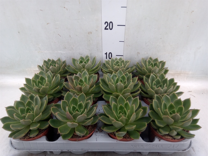 <h4>Echeveria   ...not flowering</h4>