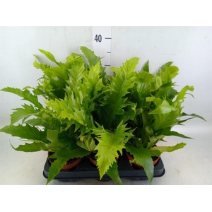 Asplenium antiquum 'Gioia'