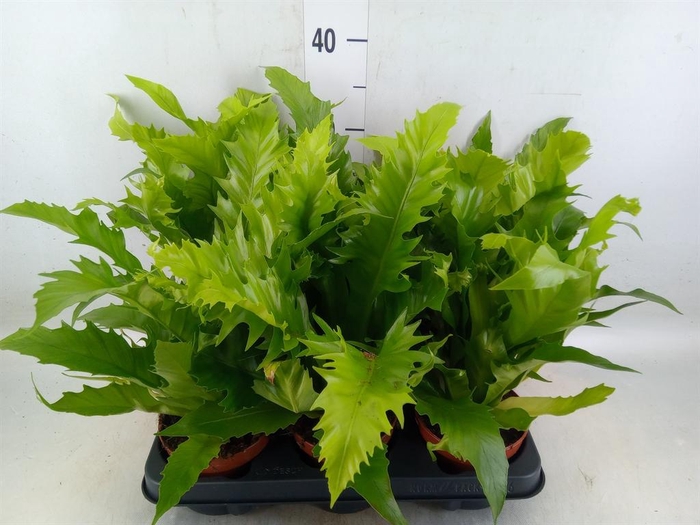 <h4>Asplenium antiquum 'Gioia'</h4>