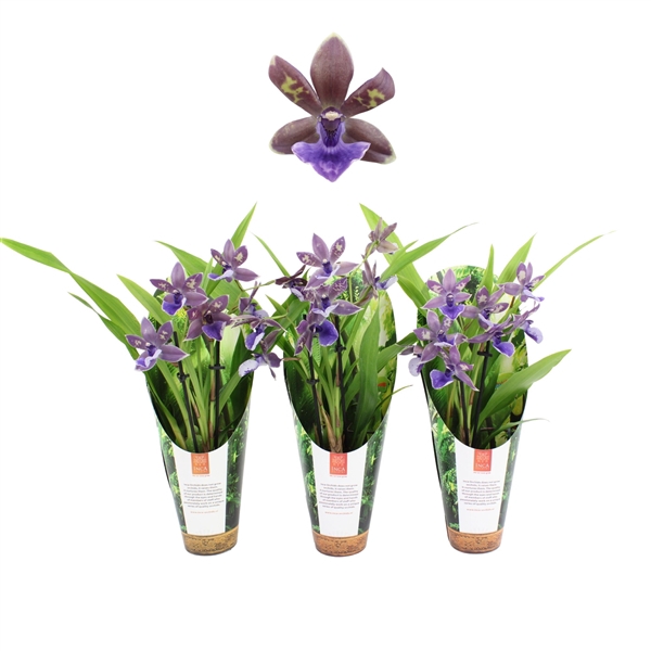 <h4>Inca Zygopetalum Impasto Blue 2 spike 9cm in luxury jungle cover</h4>