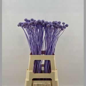 Craspedia Milka