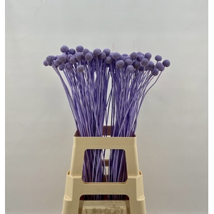 Craspedia Milka