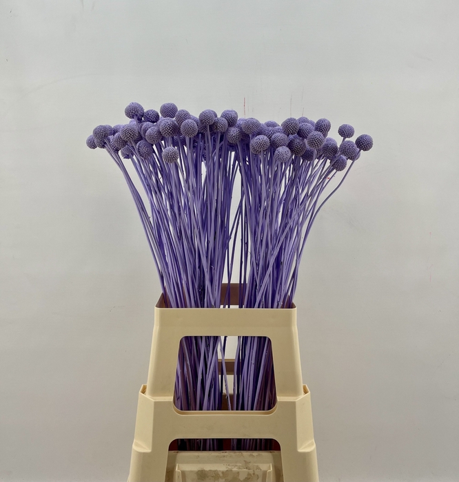 <h4>Craspedia Milka</h4>