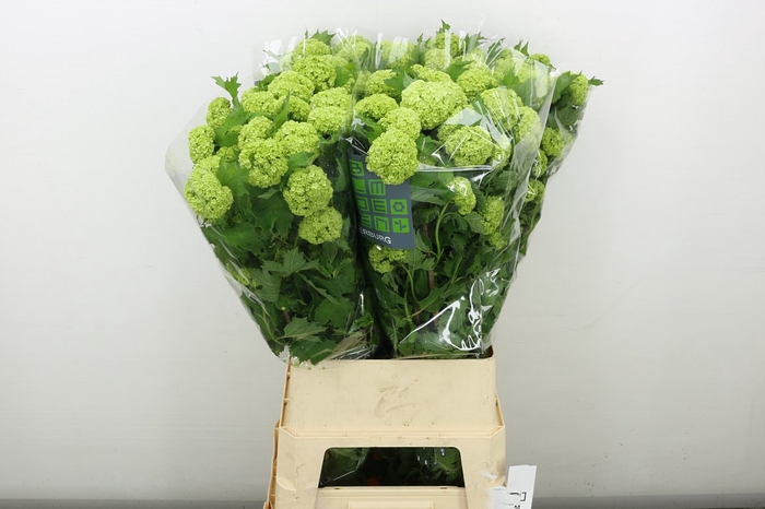 <h4>Viburnum Roseum St 4+ Extra</h4>