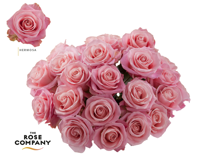 <h4>Rosa Ec Hermosa+</h4>